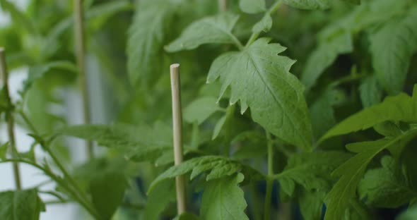 Young Tomato Plants in Nursery Ready for Planting in Garden Close Up Tracking Shot alt