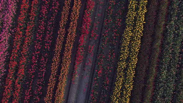 Aerial drone view of tulip flowers fields growing in rows of crops. alt