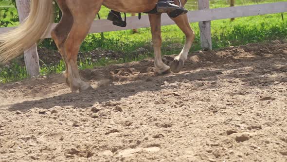 Horse Running Slowly In The Sandy Arena With A Jockey On Its Saddle  Horse Riding alt