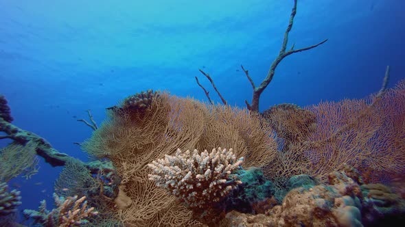 Tropical Gorgonian Corals alt