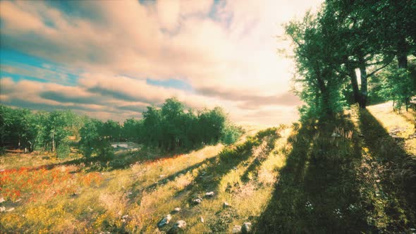 Heavy Rain Clouds Over the Field at the Sunset alt