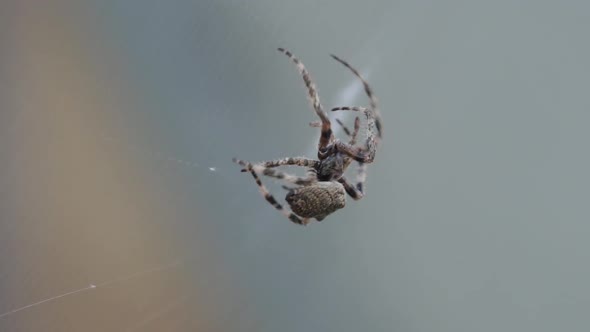 Spider Creating the Web in Super Slowmotion Closeup