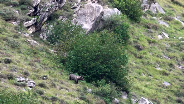 Wild Bear Near the Bush of Somiedo, Asturias, Spain