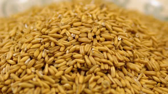 Grains of Raw Oat Groats Rotate Close-up alt