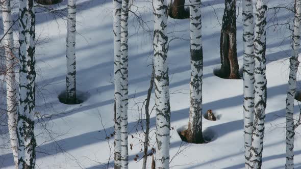 Sunny day in birch grove. Timelapse.