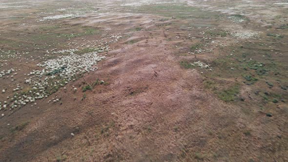 Herd of Wild Saiga Antelopes Saiga Tatarica Running Through the Steppe alt