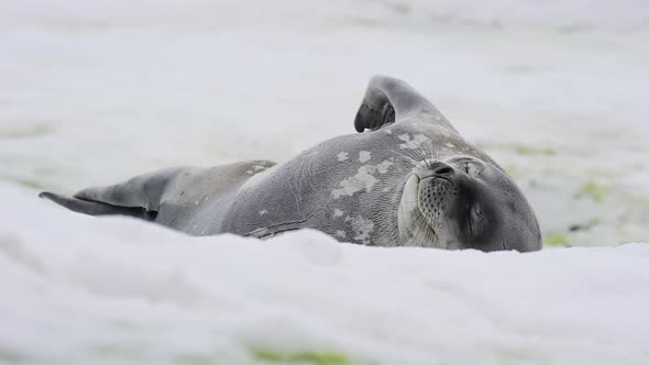 Closeup Antarctic Cute Weddell Seal