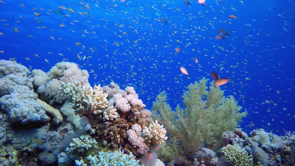 Underwater Sea Tropical Life alt