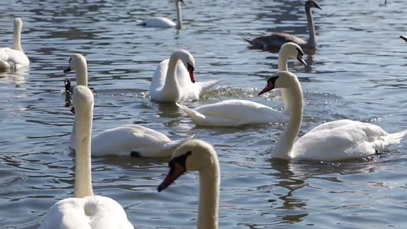 White Swans in the Water on a Sunny Day