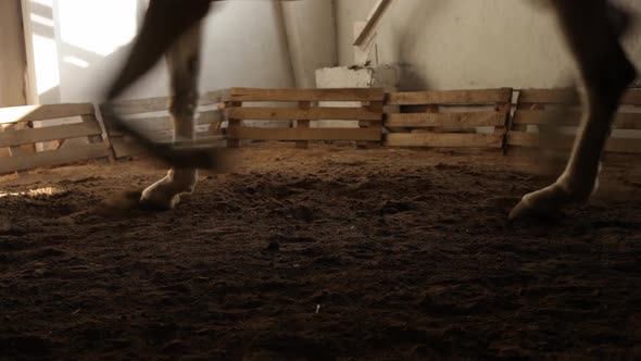 A Horse Goes Trot on the Sand in the Arena