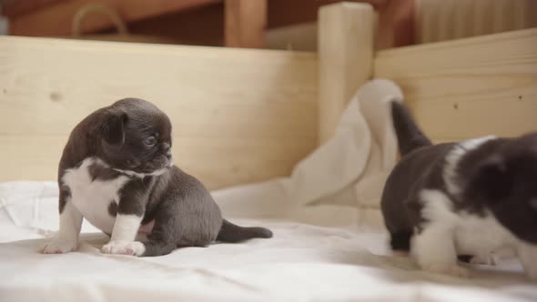CUTE 3 week old Japanese Chin, Chihuahua puppies in a house alt