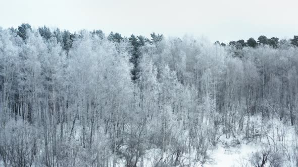 Frosty trees in the forest in the winter cloudy morning.