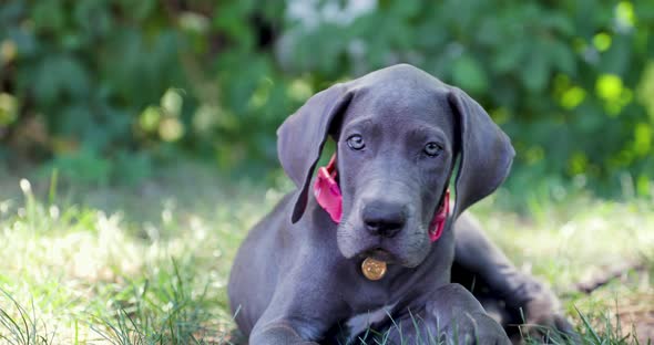 Great Dane puppy laying in the tall green grass alt