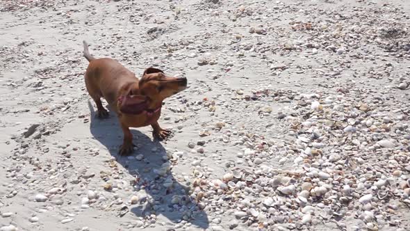 Dachshund Dog Shakes Off Water on a Sunny Beach