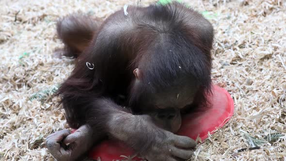 the Baby Orangutan Looks Thoughtfully