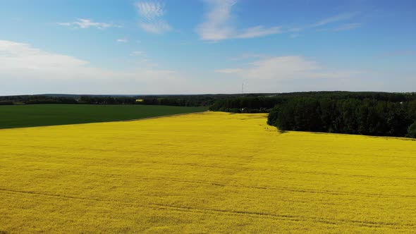 Yellow Rapeseed Flower Field Sunny Day with Blue Sky Sping Time Shot From Drone Aerial