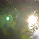 Sun Ray In The Leaves Of The Trees 7 - VideoHive Item for Sale