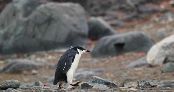 MS TS Chinstrap Penguin (Pygoscelis antarcticus) walking on rocks at Half Moon Island / Antarctica