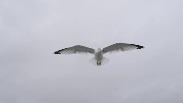 Seagull flying over Hudson River in New York City, USA alt
