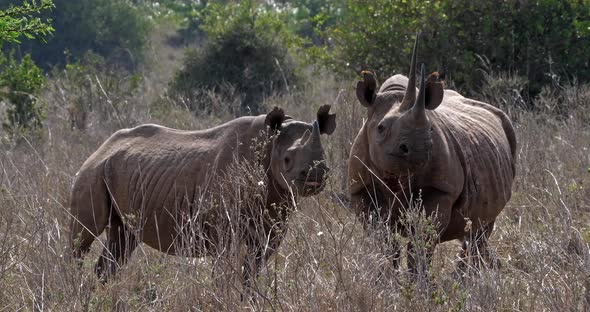 Black Rhinoceros, diceros bicornis, Female with Calf, Masai Mara Park in Kenya, Real Time 4K alt