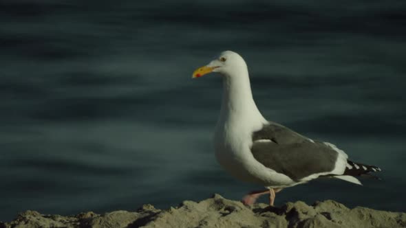 A Lone White Gull Walks on the Sand Against the Background of the Waves alt