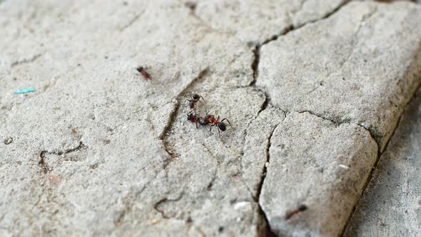 Red-orange fire ants crawl and climb the cracks. Ants are crawling in nature close-up. alt