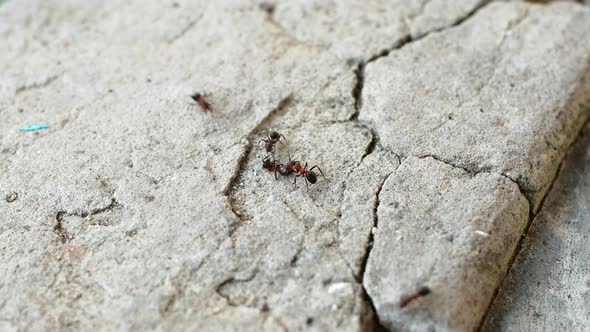 Red-orange fire ants crawl and climb the cracks. Ants are crawling in nature close-up.