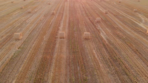 Aerial Straw Bales in the Field in the Evening alt