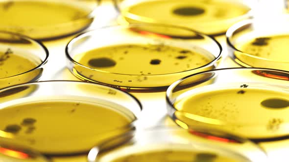 Petri dishes with yellow agar containing circular colonies of fungi or bacteria. alt