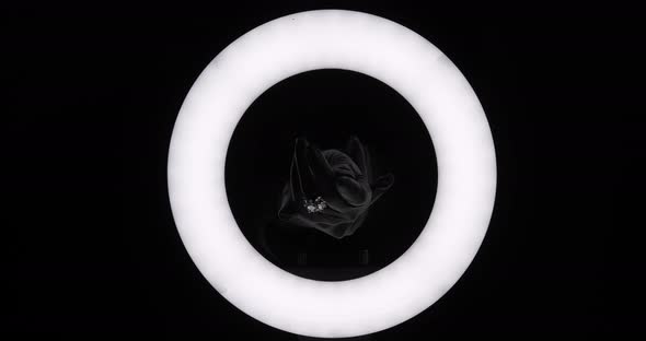 Female Hands In Black Gloves Through A White Circle. Beauty Salon alt