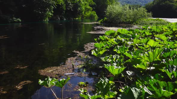 Drone flying low over dragonflies and pond covered with algae, moss and lotus plants, surrounded by alt