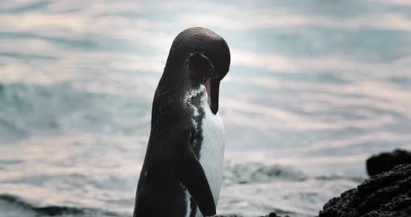 Closeup of little penguin in Galapagos Islands grooming alt