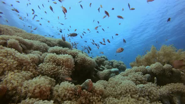 Tropical Colorful View alt