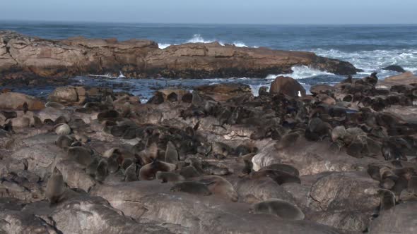 Colony of Cape Fur Seals With Ambient Sound