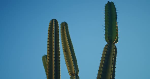 Big green cactus in front of a blue sky on a sunny day, close up, slow motion alt