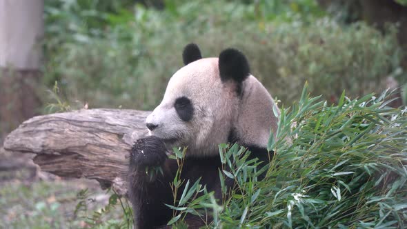 Famous giant panda living in the zoo wildlife sanctuary eating bamboo leaves. alt