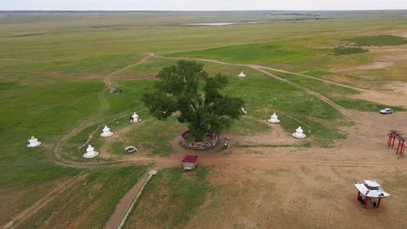 Lonely Poplar in Steppe Sacred Tree  Miracle of Nature in Kalmykia Russia