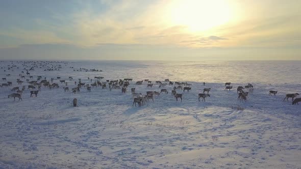 Aerial Drone Footage of Caribou Grazing on the Tundra in Arctic Alaska During Winter alt