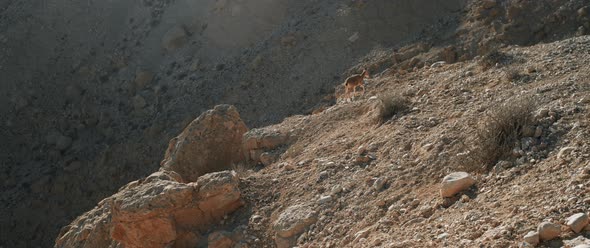 An ibex climbing a mountain in slow motion