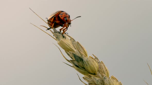 Leptinotarsa Decemlineata,Colorado Potato beetle harvesting wheat on ear,macro alt