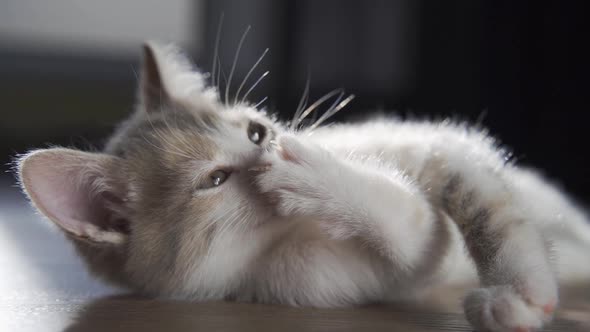 A Funny Kitten Lies and Licks Its Little Paw