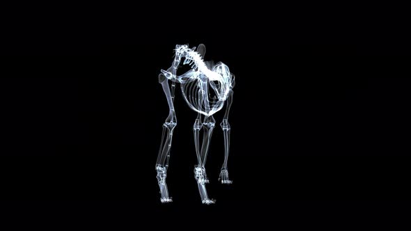 X-ray Feline Skeleton 4K Looped