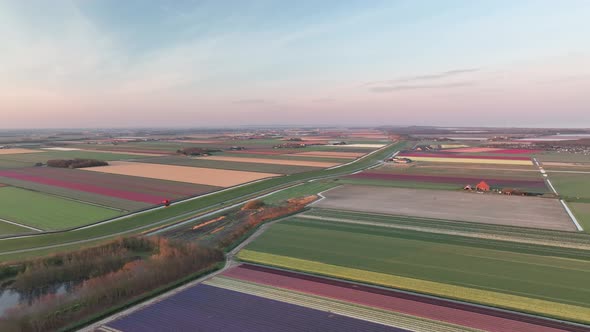 Tulip fields in The Netherlands 6 - North-Holland spring season sunrise - Stabilized droneview in 4k alt