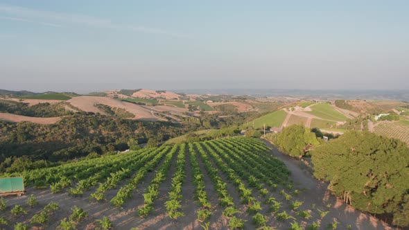 Aerial Drone Shot of Rolling Hills Covered in Vineyards with Sparse Houses (Paso Robles, California)