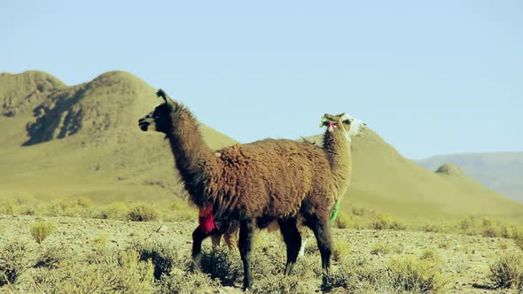 Llamas in Countryside, Bolivia, South America. 4K Version.