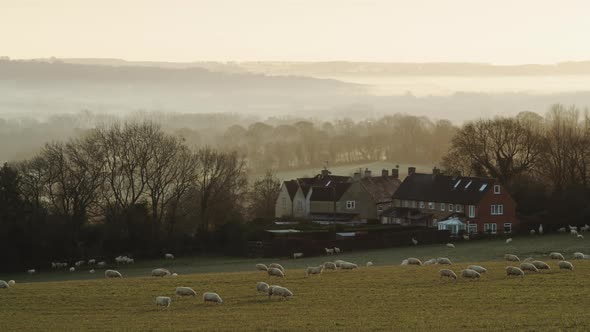 Flock of sheep in a green field, rural countryside farm in farmland on a misty sunrise with beautifu alt