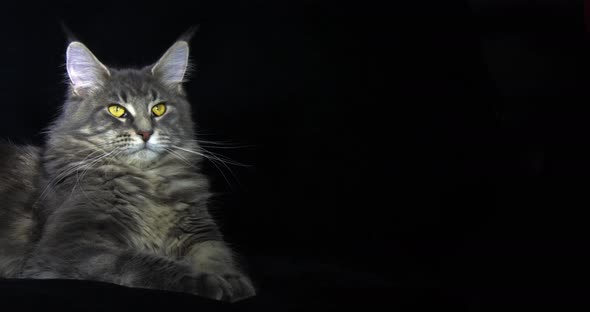 Blue Blotched Tabby Maine Coon Domestic Cat, Female laying against Black Background alt