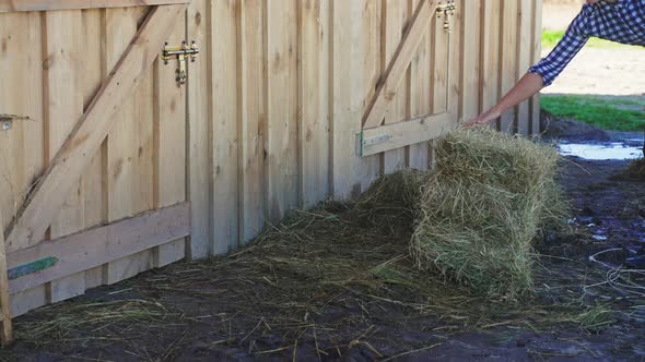 Young Girl with a Bundle of Hay in the Ranch During the Daytime  Horse Feeds alt