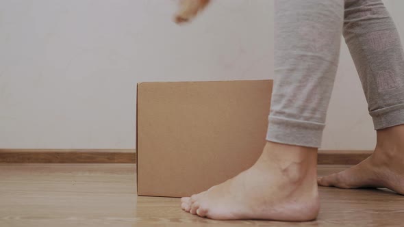 Cute Ginger Cat Is Hiding in Carton Box. Fluffy Pet Is Playing Hide-and-seek with Woman. alt