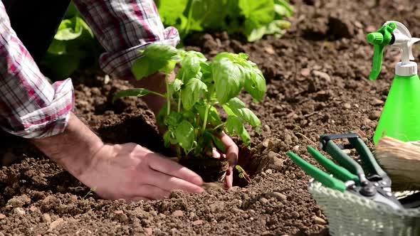 Farmer planting plants in the garden